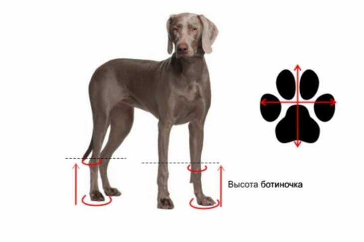 Выкройка ботиночек для собак