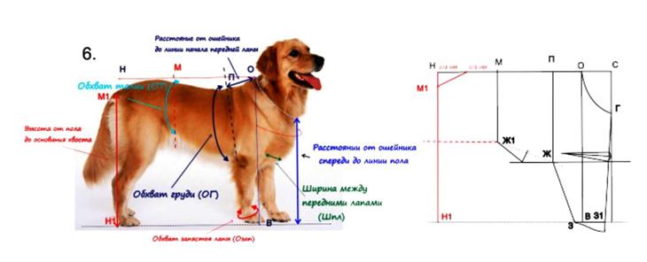 Выкройка комбинезона для собаки: варианты моделей и кроя, фото и видео
